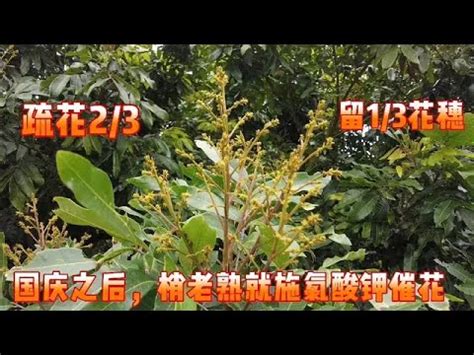 龍眼催花方法|龍眼主題館